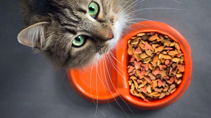 اهمیت غذای خشک گربه
