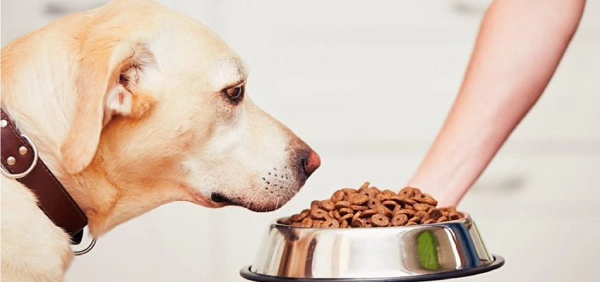 اهمیت غذای خشک سگ