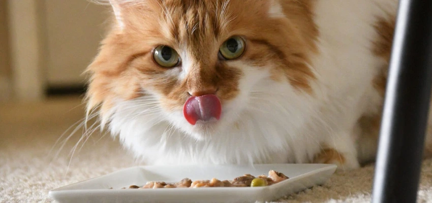 فواید مکمل‌های غذایی برای گربه