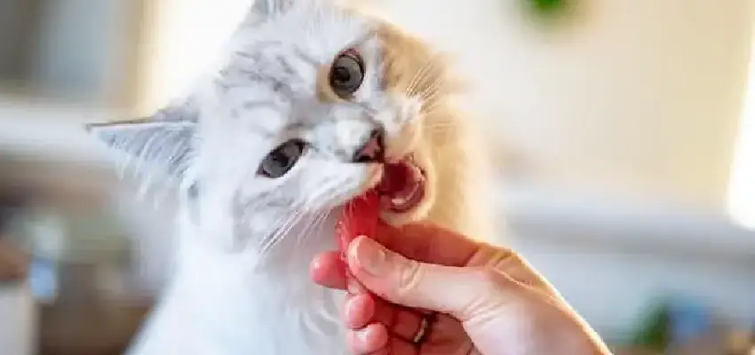 خمیر مالت گربه چیست؟