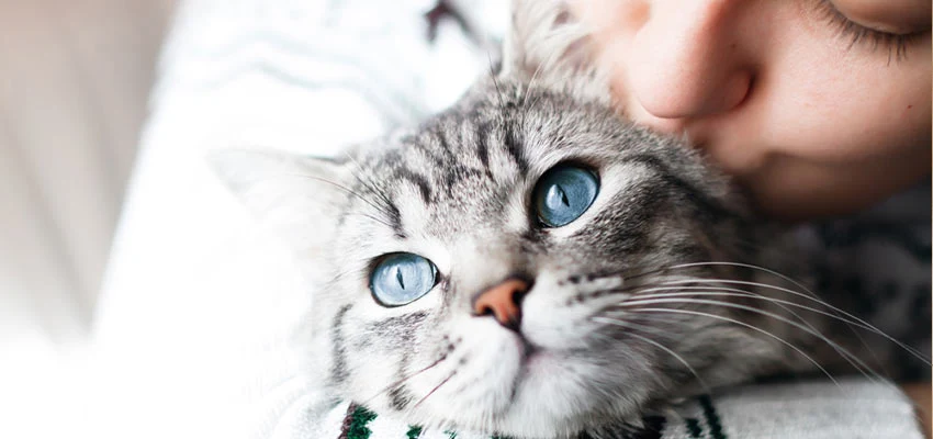 نکات مهم در انتخاب وسایل بهداشتی گربه