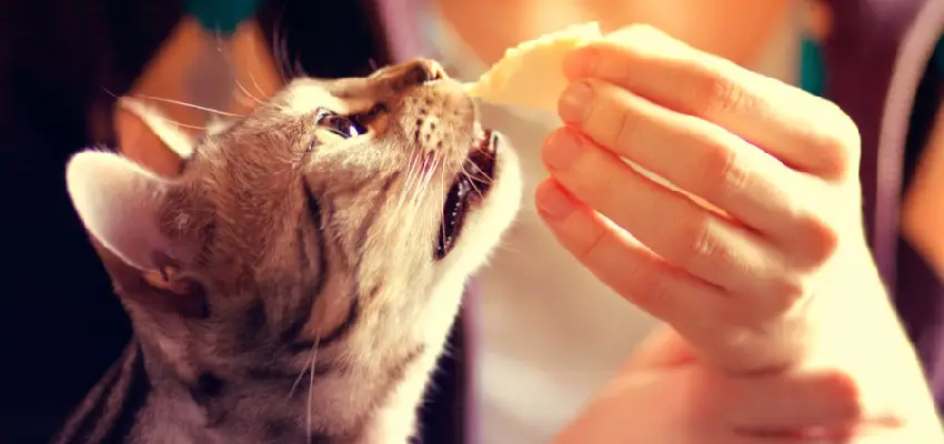  نکات مهم در انتخاب مناسب خمیر مالت گربه