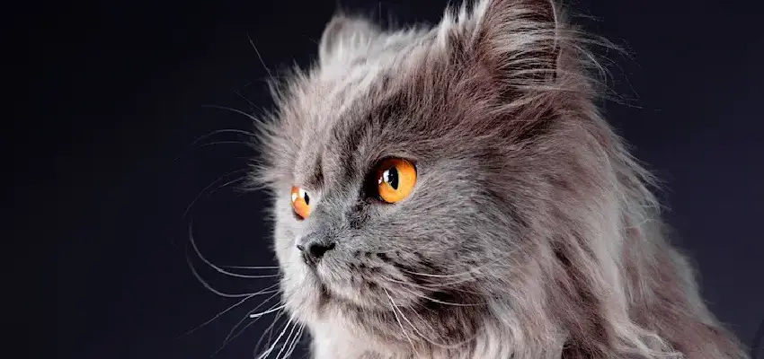 تاریخچه گربه ایرانی (پرشین کت)
