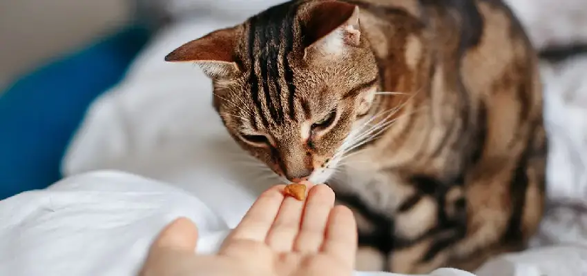  طرز استفاده از خمیر مالت گربه