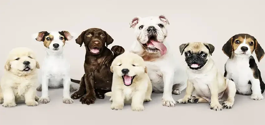 10 نژاد سگ؛مشخصات + ویژگی ها