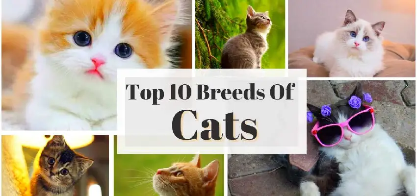 10 نژاد گربه؛مشخصات + ویژگی ها