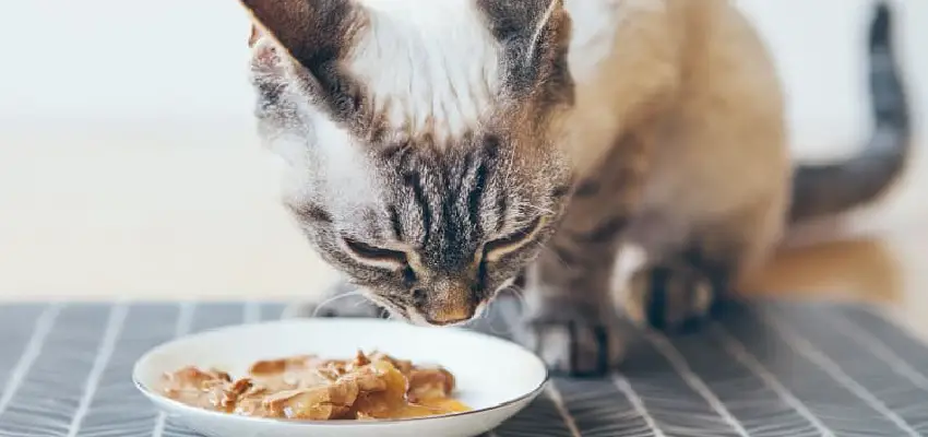 مزایا و معایب مصرف کنسرو توسط گربه