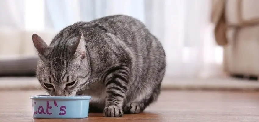 مزایا و معایب مصرف غذای تر توسط گربه