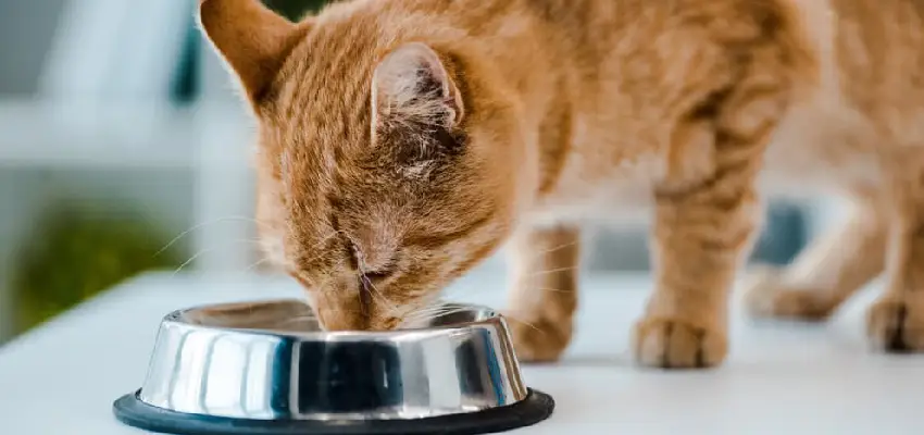غذای تر گربه